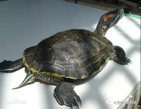 网上流传的吃人塘鲺是真的吗，高州食人大塘鲺（公安部提醒：这些外来物种）