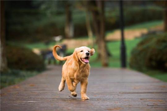 狗摇尾巴或夹着尾巴表示什么，狗摇尾巴是什么（它摇尾巴表达的意思吗）