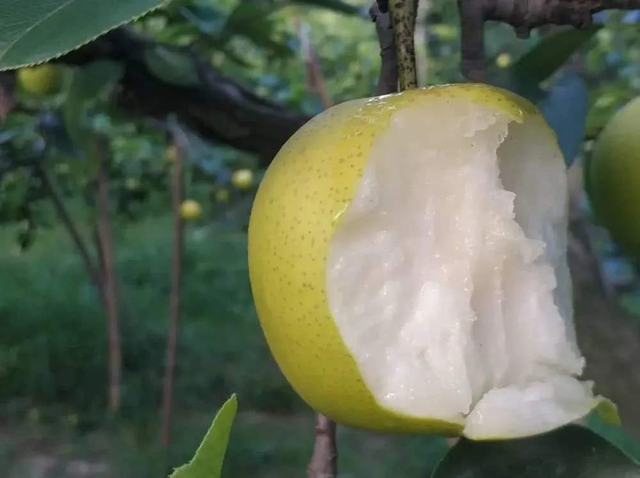 相见恨晚的5大珍果，四季珍果（相见恨晚的5大水果）