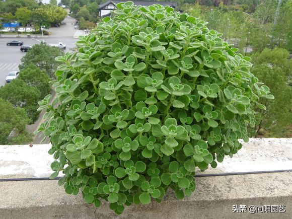 碰碰香怎么扦插，碰碰香的繁殖方法（15天长成“绿皮球”）