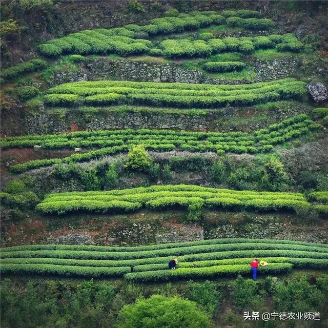 栀子花纯露的功效与作用，苦橙花纯露有啥功效（为福鼎农业插上翅膀）