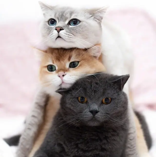 猫咪狗狗头像微信，猫咪狗狗头像（超可爱猫咪狗狗头像）