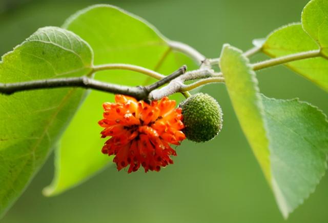 构树如何种植，构树苗种植技术（曾经人见人恨的构树）