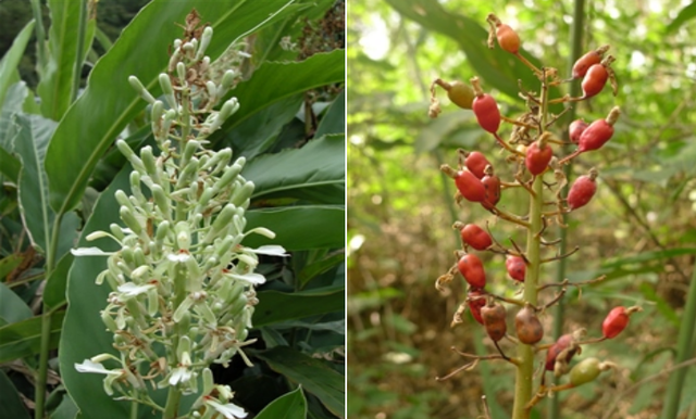 豆蔻是什么，“豆蔻年华”中的豆蔻是哪一种豆蔻（酸梅汤里面肉豆蔻是什么）