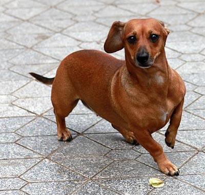 边境梗为什么禁养，边境梗是不是边牧（对小孩“最不友善”的7种狗狗）