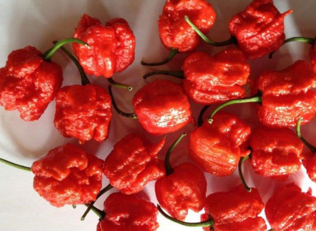 世界上最辣的辣椒是哪五种，全球最辣的4种辣椒