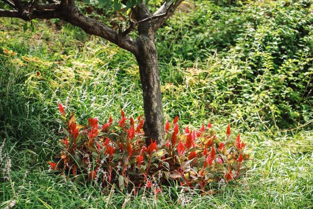 【鸡冠花种子】如何种植鸡冠花种子，鸡冠花种子怎么种植（1种花开花像个大鸡冠）