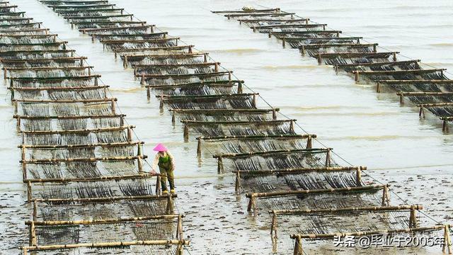 海菜种类大全集，海裙菜与紫菜区别（水产人带您认识一下大连海域常见的“海菜”）