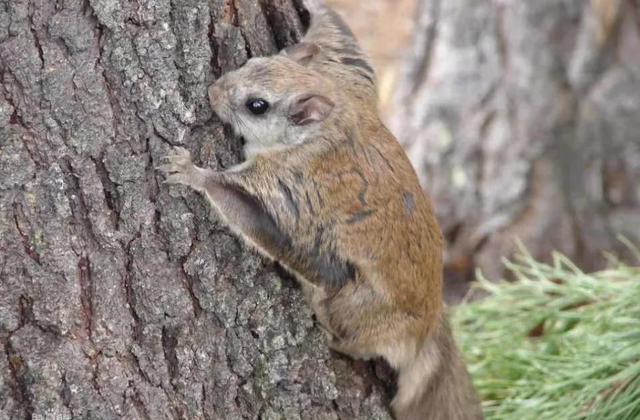 寒号鸟是种什么动物，寒号鸟是种什么动物百度百科（它们可不是鸟类）