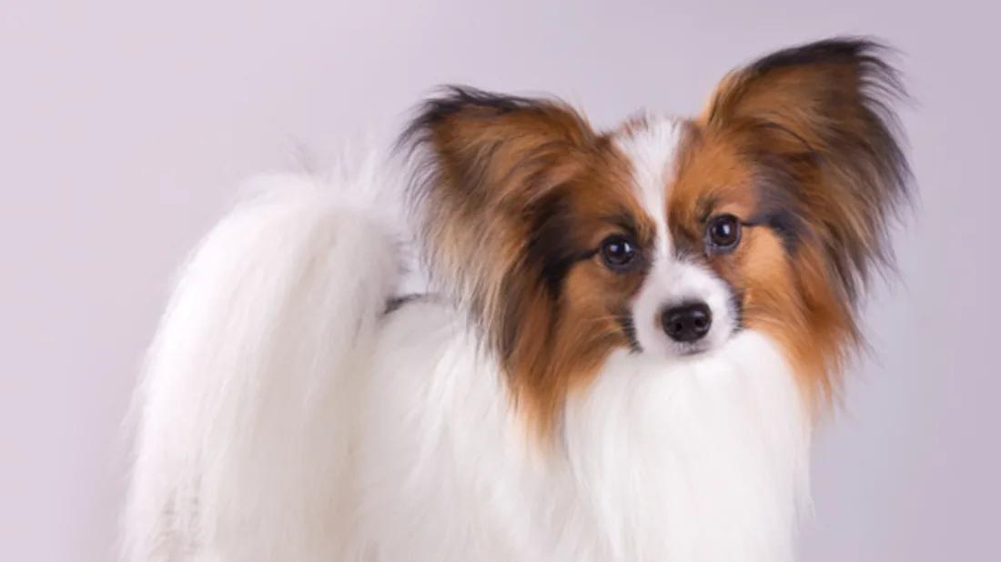 十大最省心的小型犬品种，第一次养狗养它轻松很多