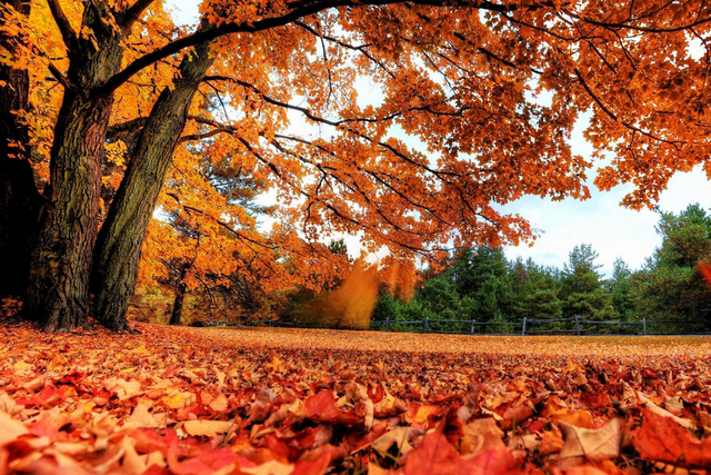 枫桥夜泊表达了诗人怎样的感情，《枫桥夜泊》表达了诗人怎样的感情（《枫桥夜泊》能独占魁首）