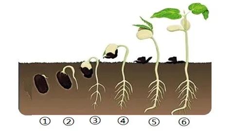 被子植物有哪些，被子植物有哪些常见的（中考生物每日一背——被子植物的一生）