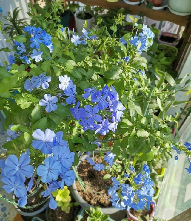 类似爬山虎的植物有哪些，除了爬山虎还有什么植物（7种超强繁育能力爬墙花）