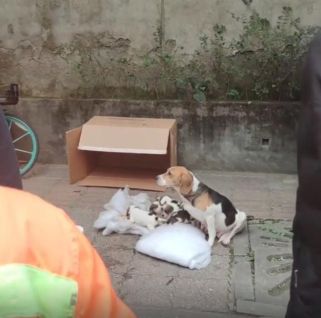 比格犬多少钱，“连妈带儿”被遗弃街头（比熊犬价格多少钱一只）