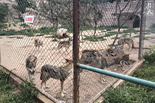 八达岭野生动物园攻略，八达岭野生动物世界景点介绍（北京八达岭野生动物园）