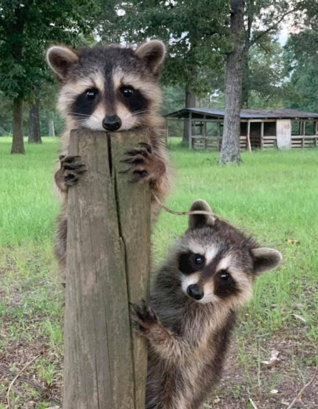 小浣熊图片，有一只浣熊做宠物是一种什么样的体验呢（小比熊图片）