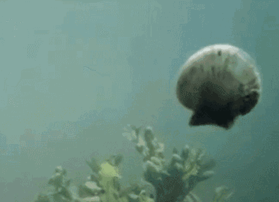 带子和扇贝的区别，带子和扇贝有什么区别（可你知道它前世今生的冷知识吗）