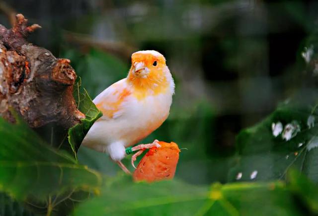 玉鸟都有什么品种,玉鸟有几个品种(金丝雀鸟～羽色和鸣叫兼优的笼养