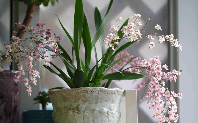 适合家里养的32种花，家里养什么花好（”家居盆花100种）