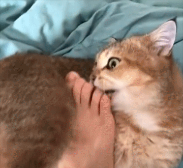 猫舔人是什么意思，猫咪为什么爱舔人（是在向你“暗示”这些事）