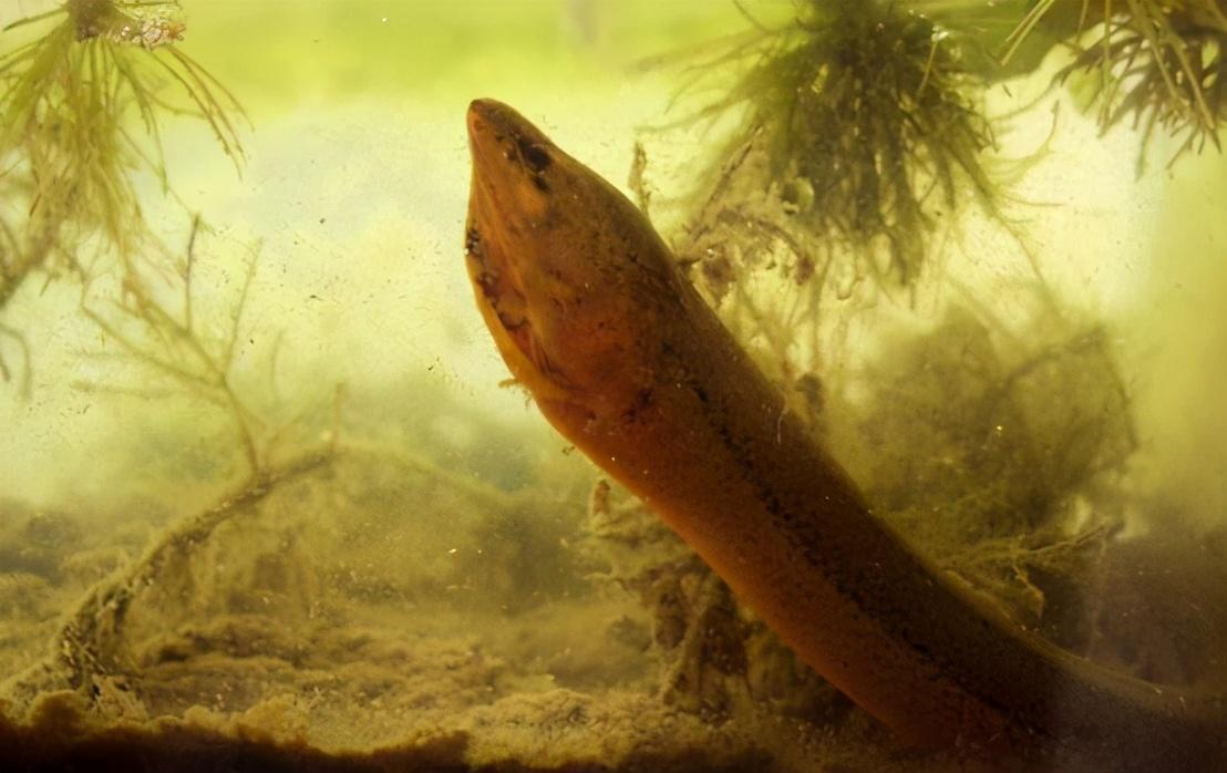 我认为"望月鳝"是完全不存在的,因为这是完全没有科学依据的事情,而且