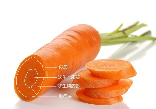 泰迪吃什么食物好，泰迪吃什么食物最好（泰迪越吃越健康）