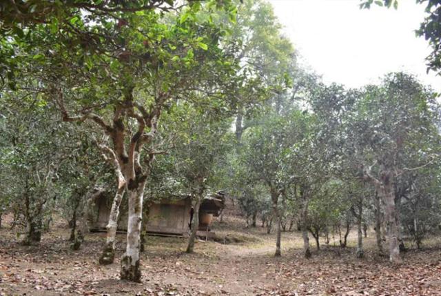 普洱茶哪些味道最好，这7种普洱茶最“甜、苦、香、柔、鲜、霸气、稀少”