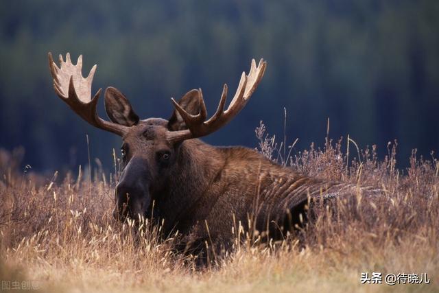 柳宗元三戒的寓意是，柳宗元的《三戒》指的是（与“黔驴技穷”同属一组文章的还有两则寓言）
