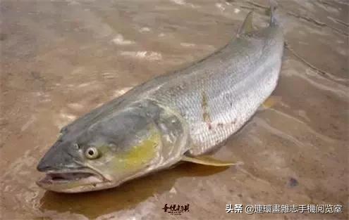 淡水鱼都有什么鱼，钓鱼人一定要知道的二十种淡水鱼（中国常见的20种淡水鱼）