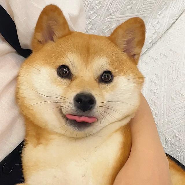 柴犬头像/你咋害不睡捏 ​​​微信，柴犬头像/你咋害不睡捏 ​​​（表情包：狗狗柴犬头像 ​​​）