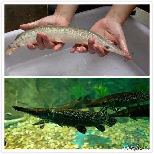 接吻魚如何分公母,接吻魚怎麼開口(觀賞水族重點精華之熱帶魚篇)