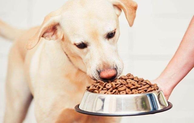 小鹿犬怎么训练，小鹿犬怎么训练上厕所（5大方法提高狗狗免疫力）