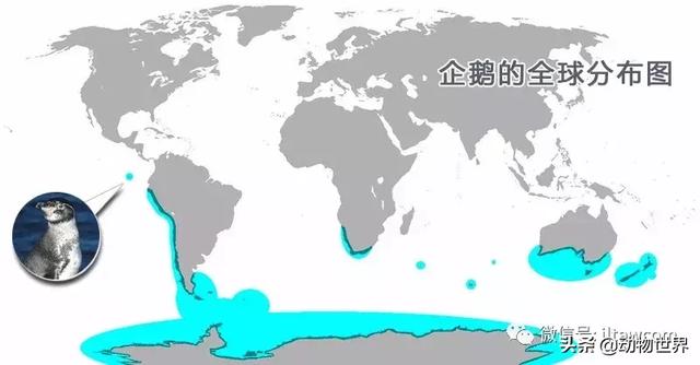 企鹅都有哪几种分别生活在哪里呢，企鹅都有哪些（详解世界上的18种企鹅<一>）