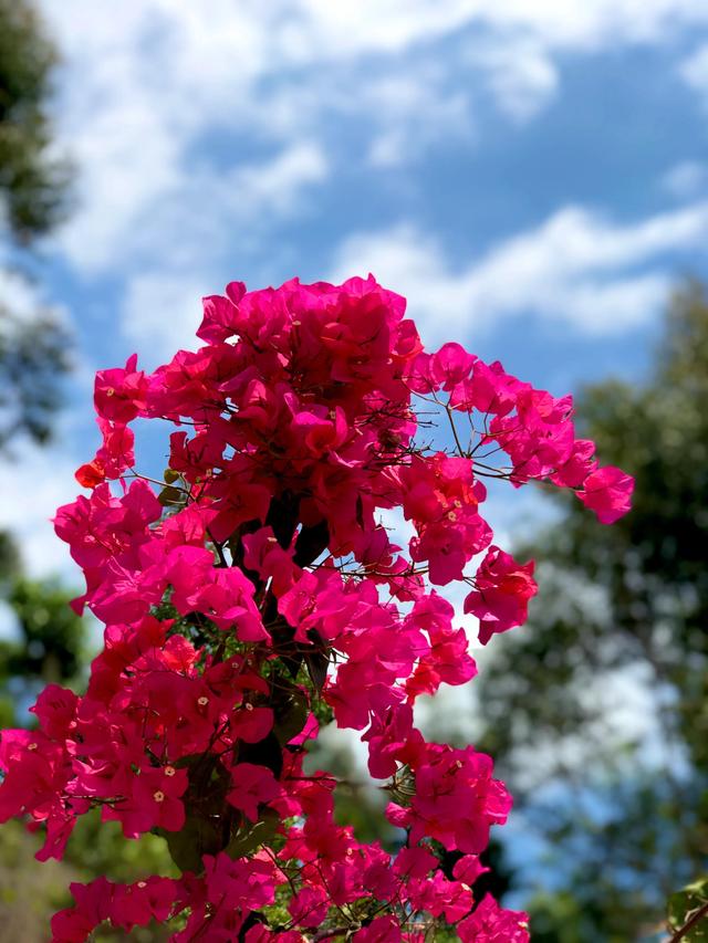 厦门同安莲花山，厦门十大名山是什么（闲游同安莲花山）