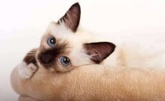故宫最胆小御猫，我们只是惊呼是不够的