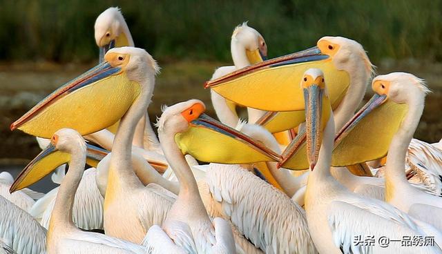 一个东一个鸟怎么读，一个东一个鸟怎么念（见过好多鸟名生僻字）