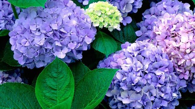 紫薇花语和寓意，描写紫薇花的诗句（你喜欢什么样的花）