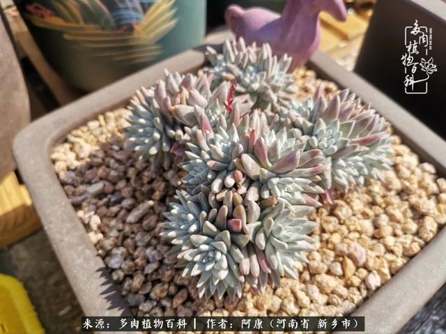 2021九·一八事变是多少周年，2021年是九一八事变的几周年（献给2021最好的春天）