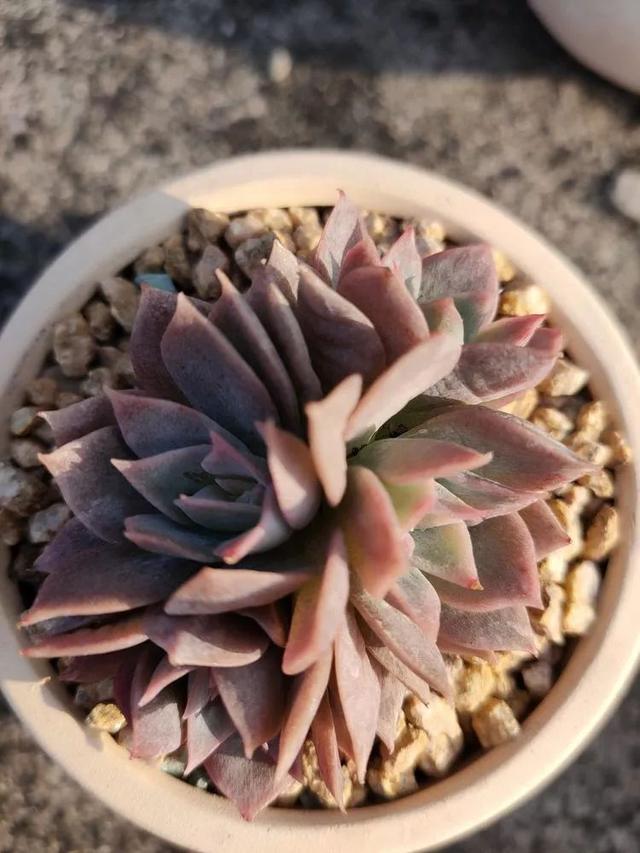 红唇多肉如何养，红唇多肉怎么养出多头（阳台党一样可以养出漂亮的多肉）