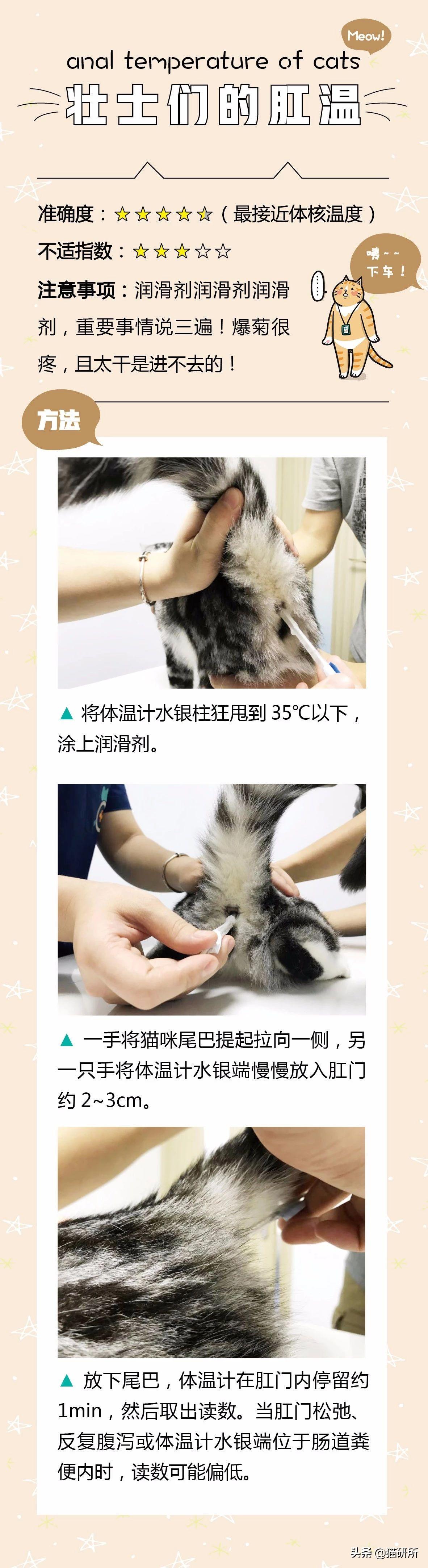 猫正常体温(猫咪发烧摸哪个部位最明显)