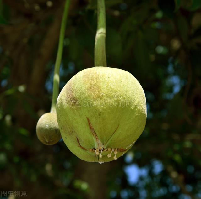 神奇的植物有哪些，世界上最神奇的植物（十种奇特的自然界植物）
