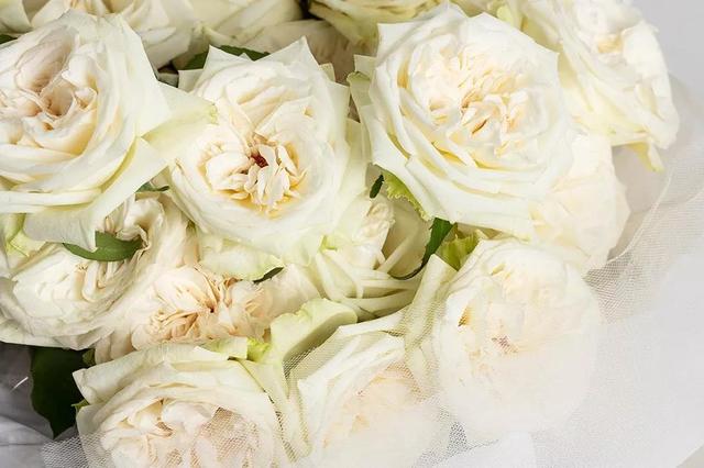 各种玫瑰花的含义，各色的玫瑰花有什么含意（一篇文章认全花店必备80种玫瑰花）