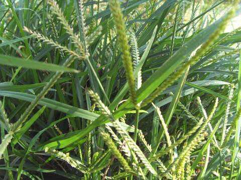 如何斗蟋蟀，如何斗蟋蟀视频（拿着斗蟋蟀是绝配）