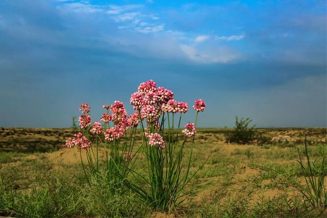 葱烧海参三种家常做法分享，葱烧海参的做法最正宗的做法（国家葱油地理：葱油）