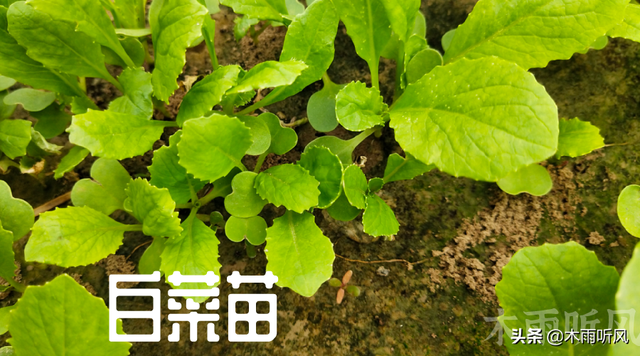 白菜什么时候播种，大白菜什么时候播种（什么时间种植大白菜最好）