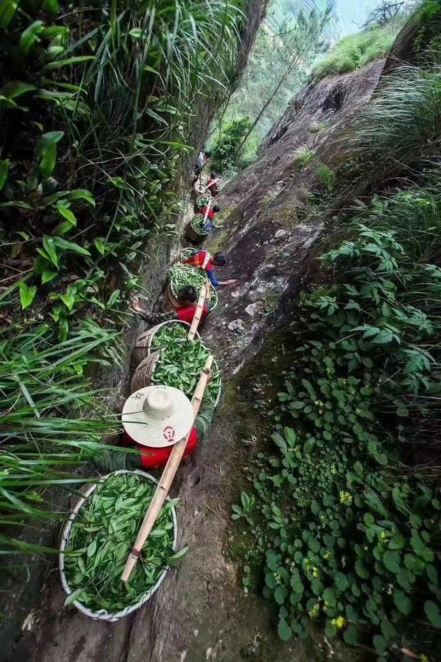 什么是岩茶 岩茶简单介绍，什么是岩茶（茶小白看一遍就能懂的茶知识）