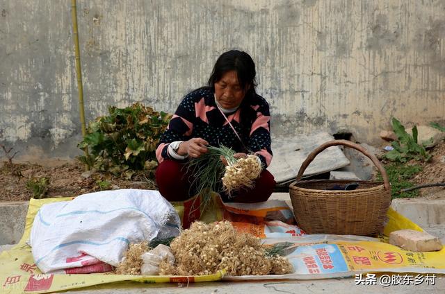 出伏是什么意思，出伏是三伏最后一天还是（农村俗语“出伏下雨是荒年”是啥意思）