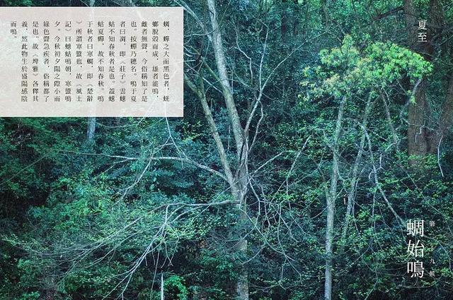 冬至饺子夏至面下一句是什么，冬至饺子夏至面完整句子是什么（今日夏至，向阳而立，拥抱缤纷）