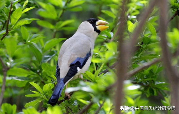 黑头蓝尾巴是什么鸟(中国蜡嘴雀属鸟类)