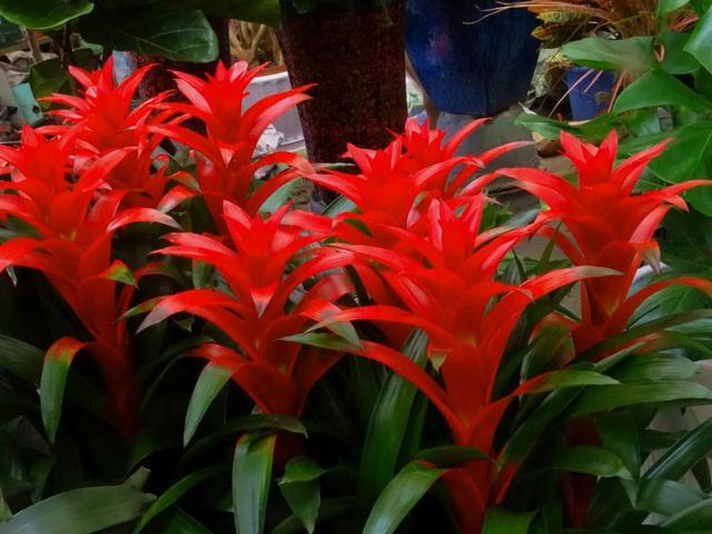 水塔花，养得好长什么样（水塔花怎么养）